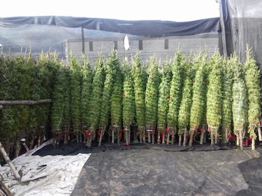 Al menos 130 mil árboles de navidad tienen el visto bueno para ser importados