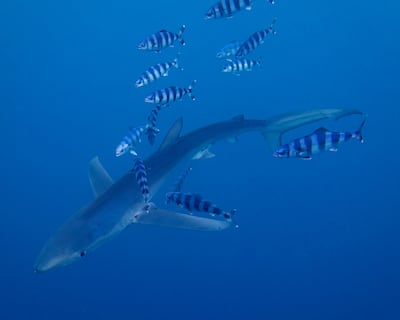 La exposición a temperaturas elevadas puede modificar el ADN de los peces