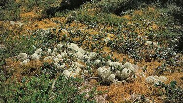 Hongos, plantas y misterios