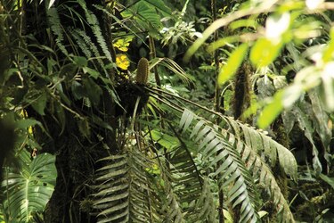 El misterio de la dispersión de una extraña planta panameña