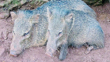 Alerta por caza de puercos de monte en Yaviza