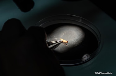 Más ciencia y más inversión para detener al gusano barrenador