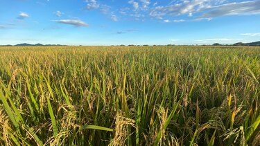 Varela Hermanos representó el 17% de la producción total de arroz de la provincia de Herrera