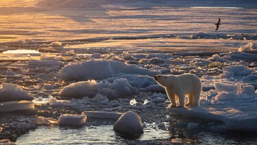 Por qué algunos osos polares están ‘más gordos y sanos’ a pesar del derretimiento del hielo marino