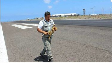 Multan con 15 mil dólares a conductor por matar iguana en Galápagos