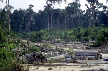 Cae deforestación en ecosistema brasileño