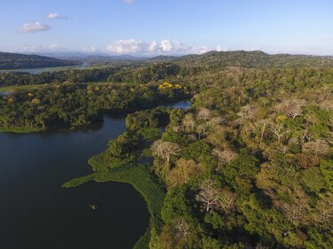 Animales reforestadores