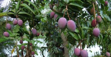 La fruta tropical asiática más querida en Panamá: el mango