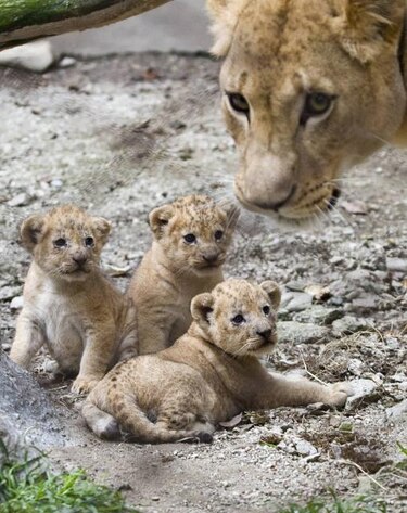 Valentina y sus tres cachorros posan en el zoo de Medellín