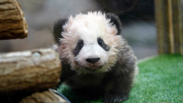 El primer bebé panda en Francia tiene nombre: Yuan Meng