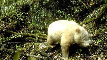 Un raro ejemplar de oso panda albino fue avistado en China