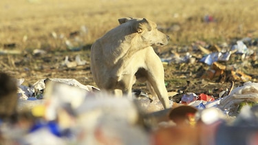 Hombre sufre amputación de extremidades por lamida de perro
