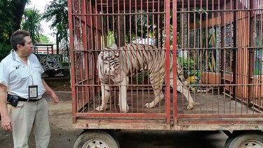 Veto de especies silvestres en circos pone en jaque a animales y empresarios