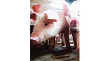  Pekín analiza reducir arancel a la importación de cerdo y soja