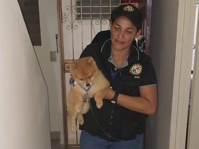 En medio de un allanamiento recuperan un perro valorado en $2 mil, decomisan dinero en efectivo y monedas chinas