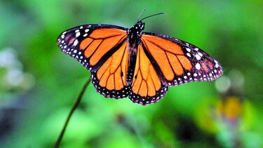 Abren en México santuarios de la mariposa monarca