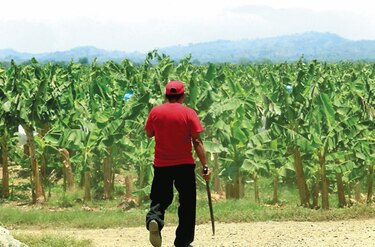 Hongo acecha a las plantaciones de banano