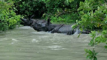 Rinocerontes en peligro de extinción mueren en inundaciones en India