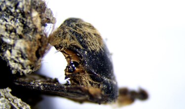 Cientos de abejas momificadas hace 3,000 años halladas en Portugal