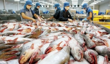 Panamá ordena retirar de supermercados todos los filetes de bagre por contaminación