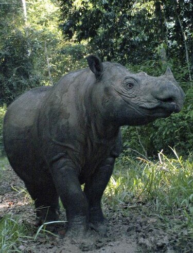 El nacimiento de un rinoceronte de sumatra da esperanzas a la especie