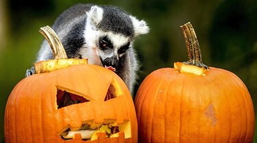 Conozca las películas más buscadas en Youtube para este Halloween