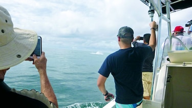 Maravillas en el golfo de Chiriquí