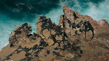 ‘Después de 200 años, volvemos a ver esta especie’: el sorpresivo regreso de las aves perdidas a las Islas Galápagos