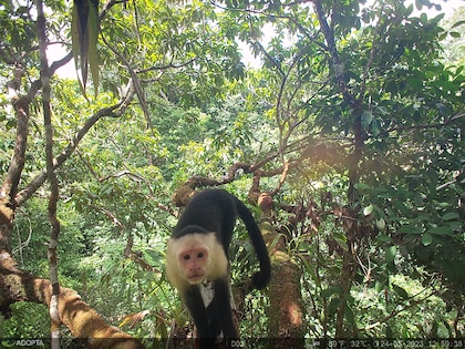 Corredor del Caribe, una carretera que desplaza especies en peligro de extinción