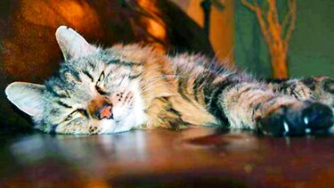 El gato más longevo