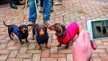 Celebran primera marcha de perros salchicha