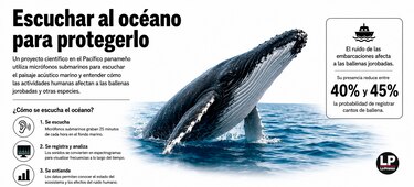¿Cómo suena el Pacífico panameño? Científicos monitorean el ruido que afecta a las ballenas