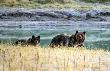 Un juez de Estados Unidos prohíbe la cacería de osos grizzly