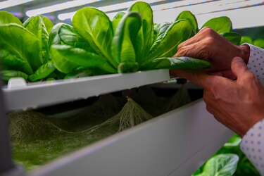 Agricultura vertical revoluciona cultivo en Panamá: lechuga en 30 días sin sol ni tierra