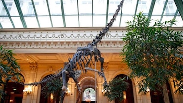 Un fósil de dinosaurio no encuentra comprador en una subasta en París
