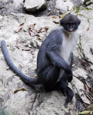 Expedición científica descubren monos que se pensaban extintos