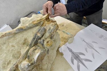 Presentan en Francia fósil excepcional de un reptil marino