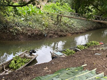 Aduanas decomisa 4 mil plátanos en el sector fronterizo de Guabito