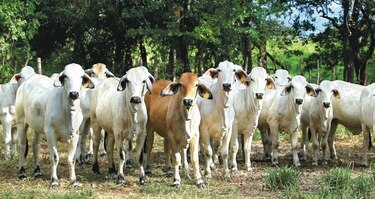 Ganaderos quieren conocer protocolos para la exportación de carne a China
