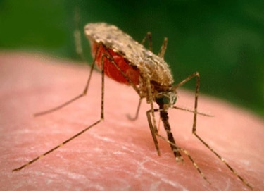 Gorgas tiene nuevos datos sobre la malaria en Darién; Panamá registra 1,506 casos este año