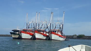 El lunes finaliza la veda del camarón con el zarpe de 464 barcos