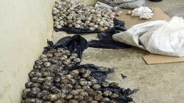 Condenan a séptimo traficante de huevos de tortuga