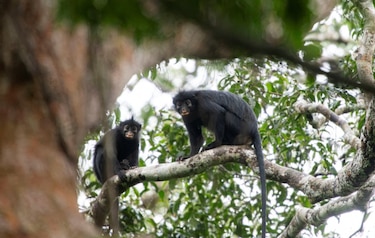La nueva especie de mono con labios naranjas que fue descubierta en el corazón de África
