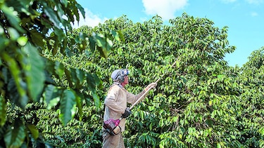 Broca arruina cosecha de café