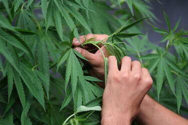 Decomisan 55 mil plantas de marihuana a tribu indígena en Estados Unidos