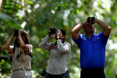 Observadores de aves se despliegan por Panamá en el Global Big Day 2024