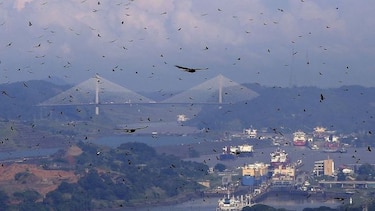 Aves migratorias afectan los vuelos en Tocumen