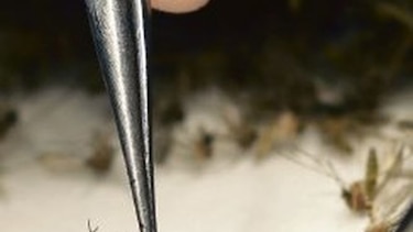 Por una vacuna contra el zika