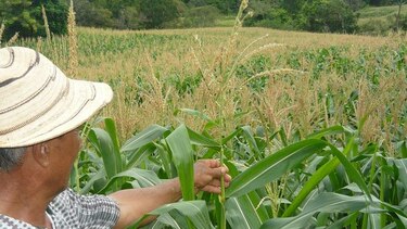 Productores de maíz dicen que industriales incumplen