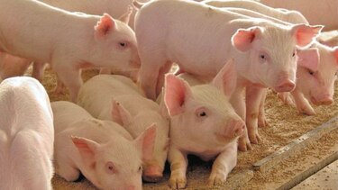 Porcicultores advierten alza en costos, Gobierno congelaría arancel del maíz